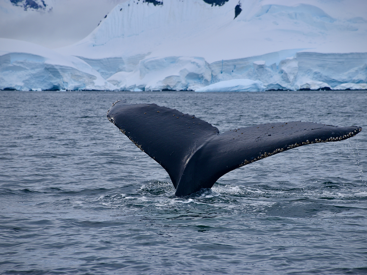 NT-ANTARTICA-G-4.1