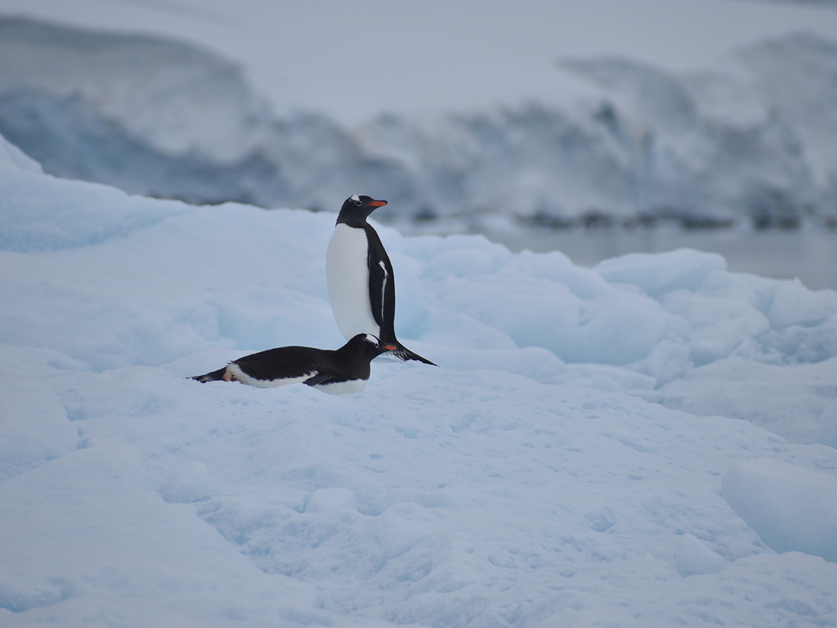 NT-ANTARTICA-G-5.1